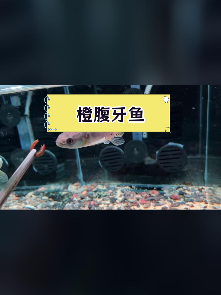 南美小型牙鱼品种:橙腹牙鱼