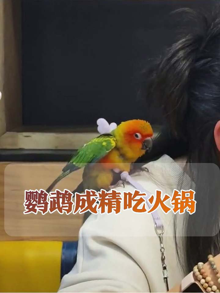 火锅店名画脸配鹦鹉!鸡毛掸子精扑棱翅膀萌翻
