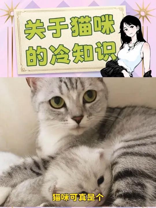 冷知识小猫只吃猫妈妈告诉过能吃的东西