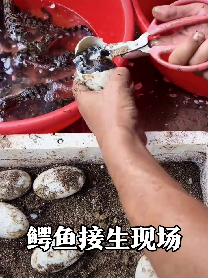 剪刀一响小鳄鱼排队出壳!人工接生现场太治愈