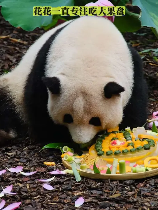 成年生日收到超豪华蛋糕，花叶姐妹要健康快乐！