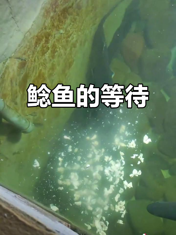 32天，鲶鱼未进食，期待它成为缸中王者