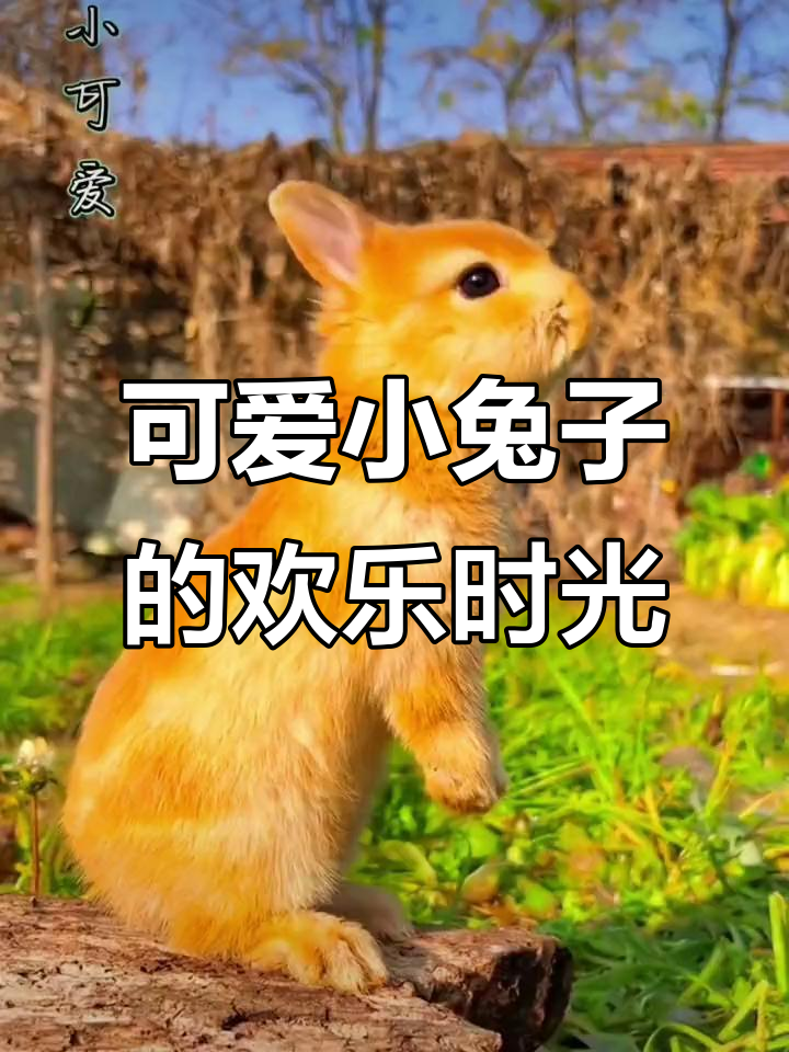 小兔子竖耳蹦跳,萌态十足,萝卜青菜吃得欢