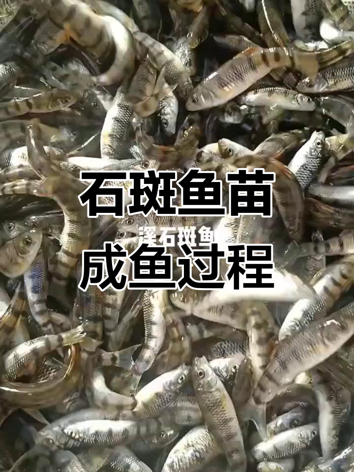溪石斑鱼苗成长记：从孵化到成品鱼的蜕变