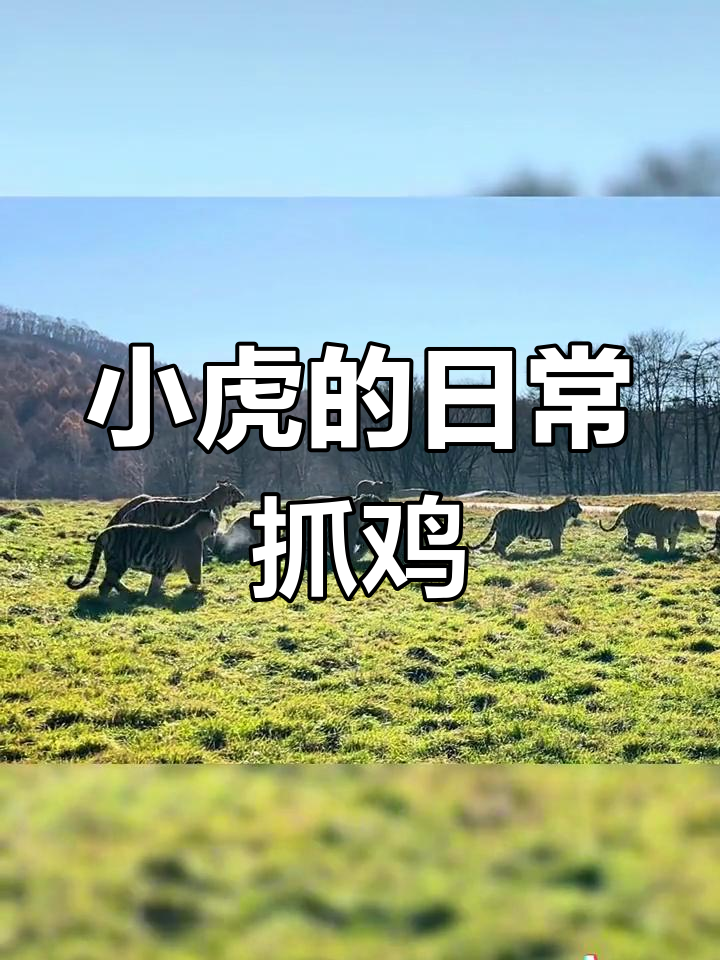 东北虎的抓鸡挑战,动作敏捷瞬间捕捉