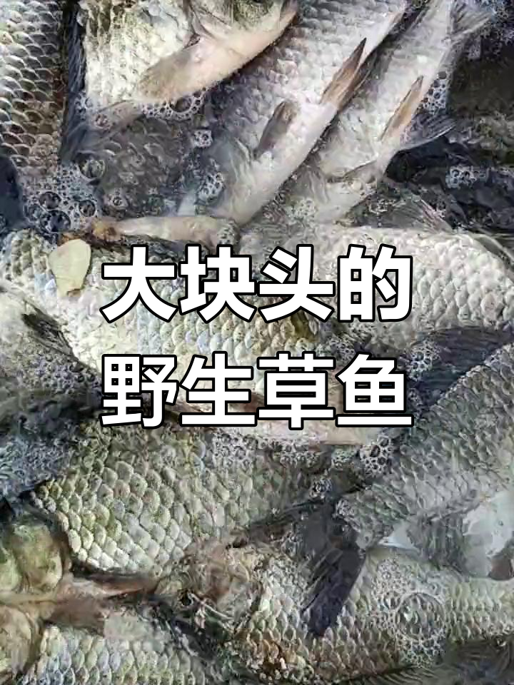 野生草鱼大揭秘,个头惊人!