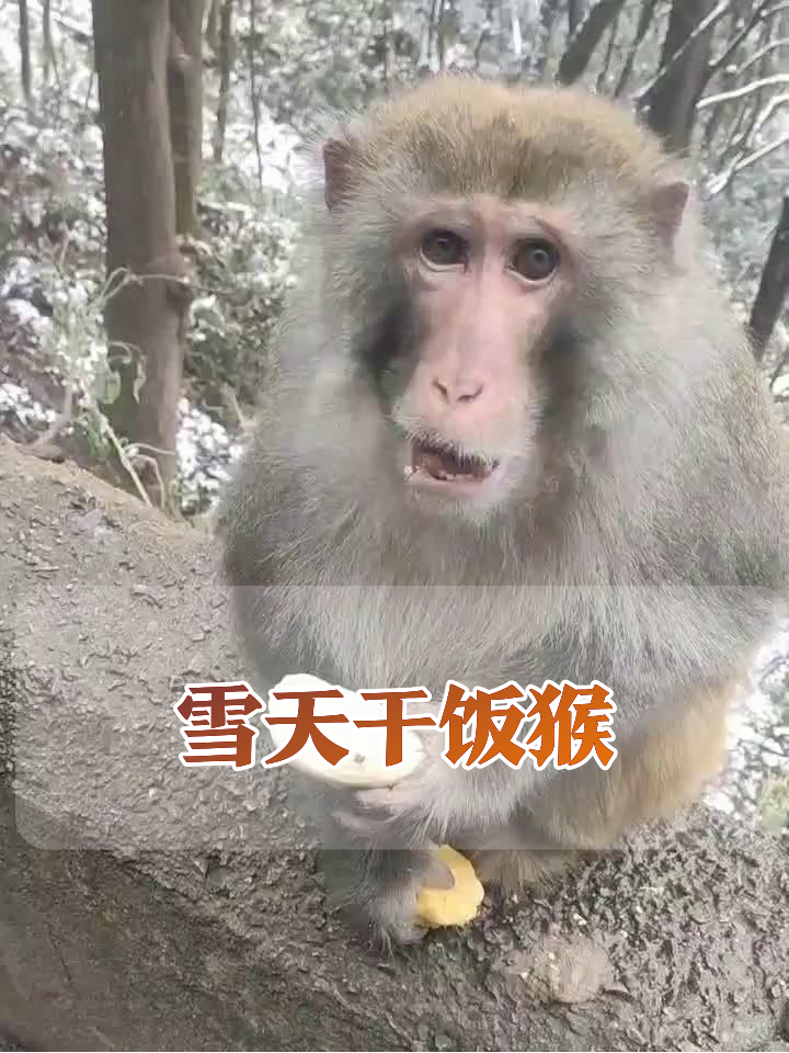 雪天石墙干饭王!猴子左手馒头右手窝头,饭量惊呆网友
