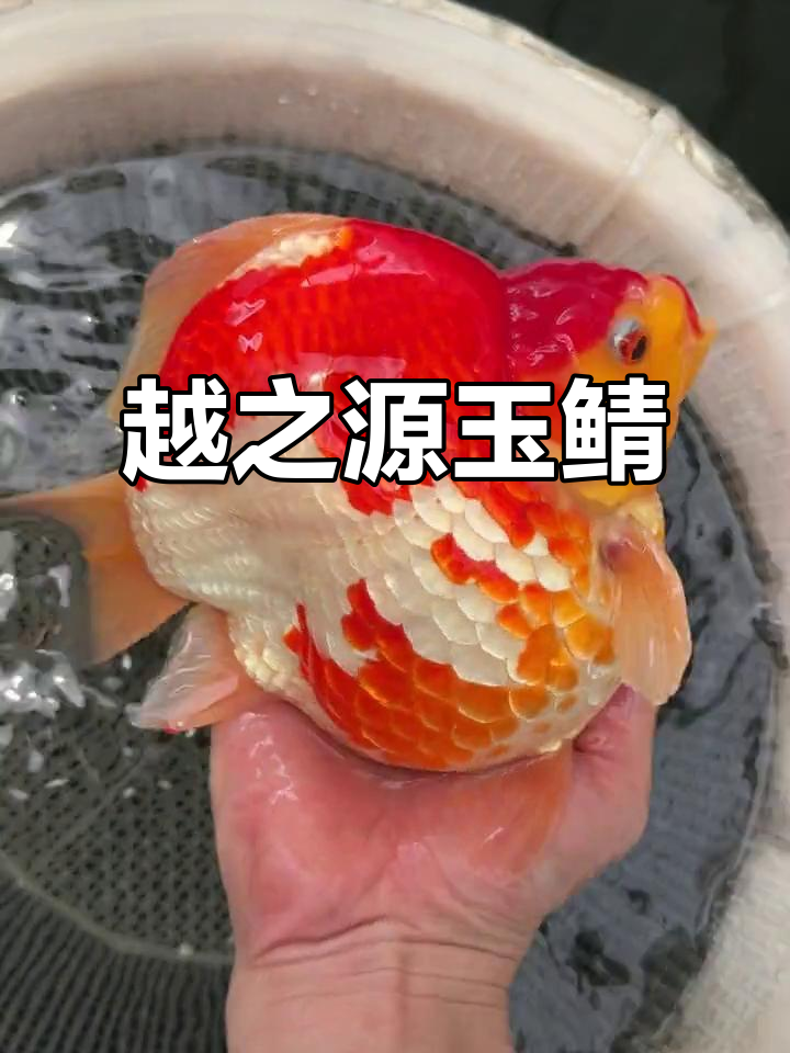 玉鲭鱼:独特品质与繁殖魅力