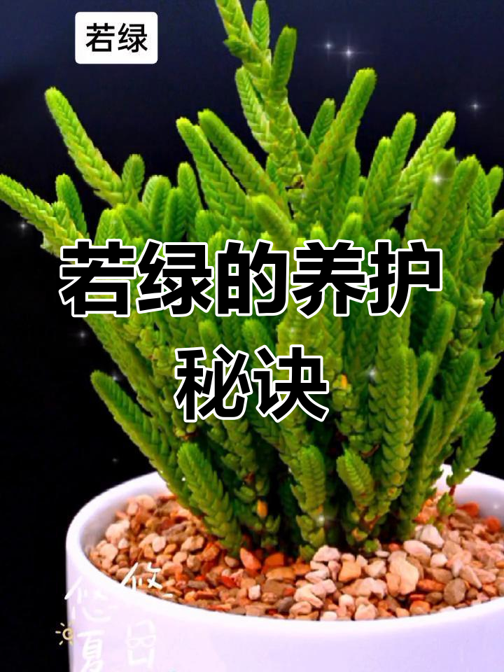 若绿,非洲多肉植物,耐旱喜阳光,种植需控制水分