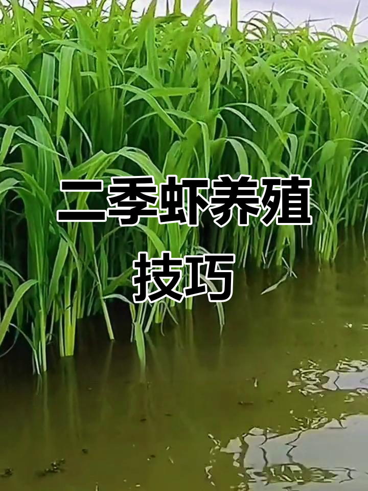 小米草养殖二季虾,需搭配其他饲料与植物