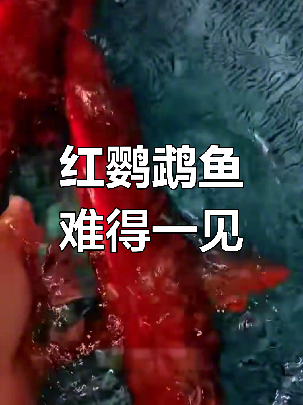 罕见红鹦鹉鱼现身