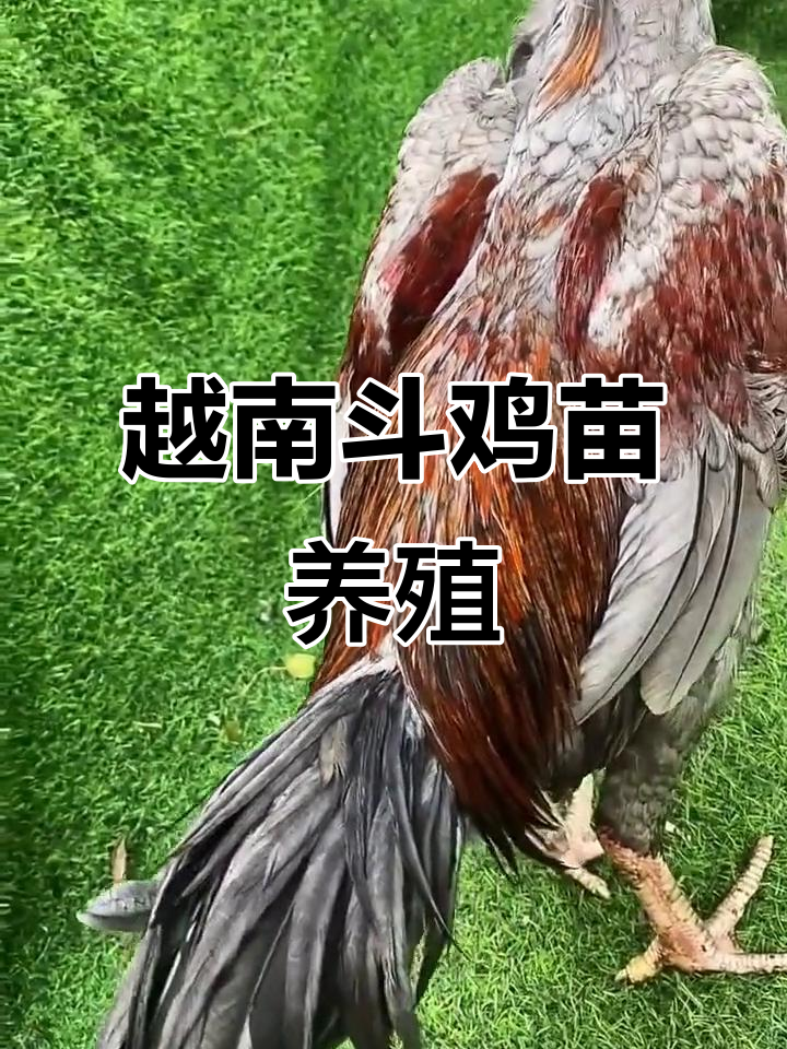 越南斗鸡纯种母鸡养殖揭秘，文化与技艺的传承