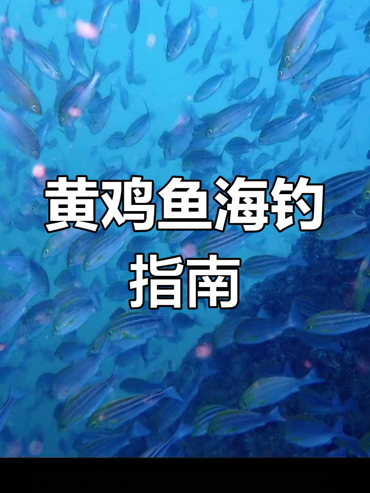三线矶鲈:海洋中的美味黄鸡鱼