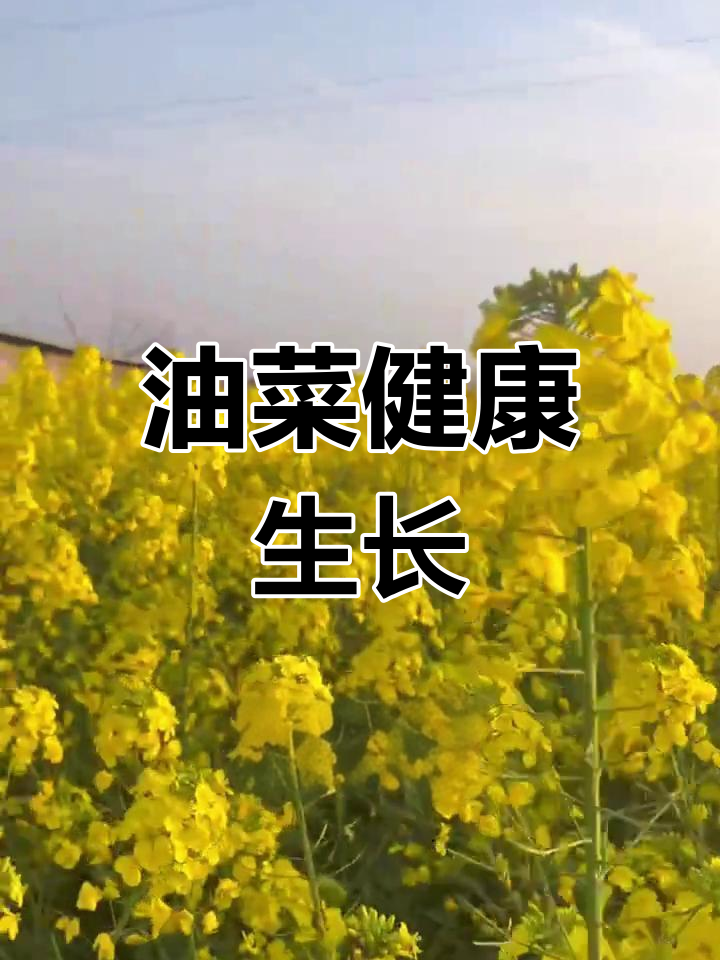 油菜荚开始形成,田间无病虫害,生长良好!