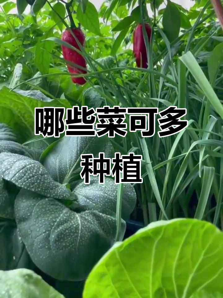 这些蔬菜既能现在种,又能多年生,看看你知道吗?