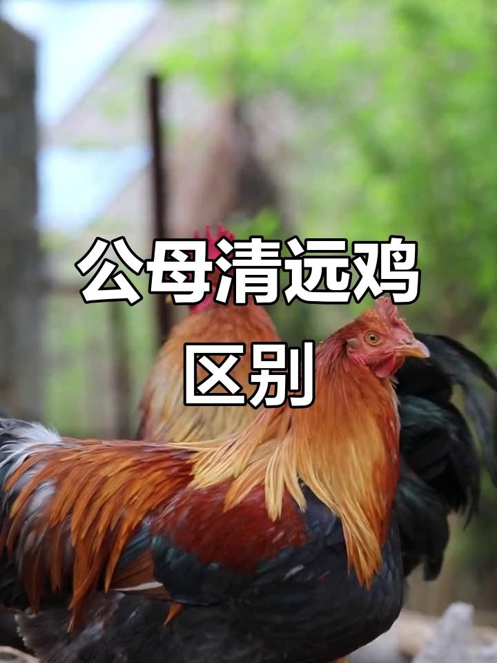 清远鸡大公与阉鸡的区别，你了解吗？