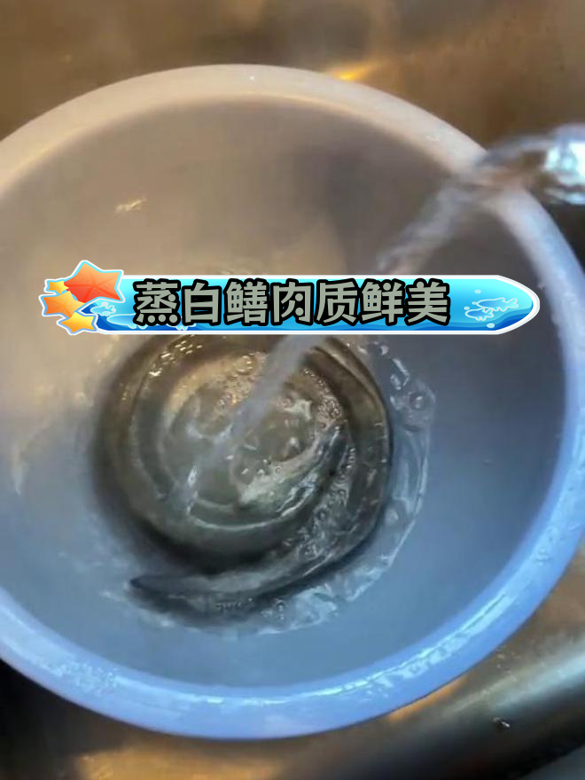 白鳝家常做法,鲜嫩美味轻松做