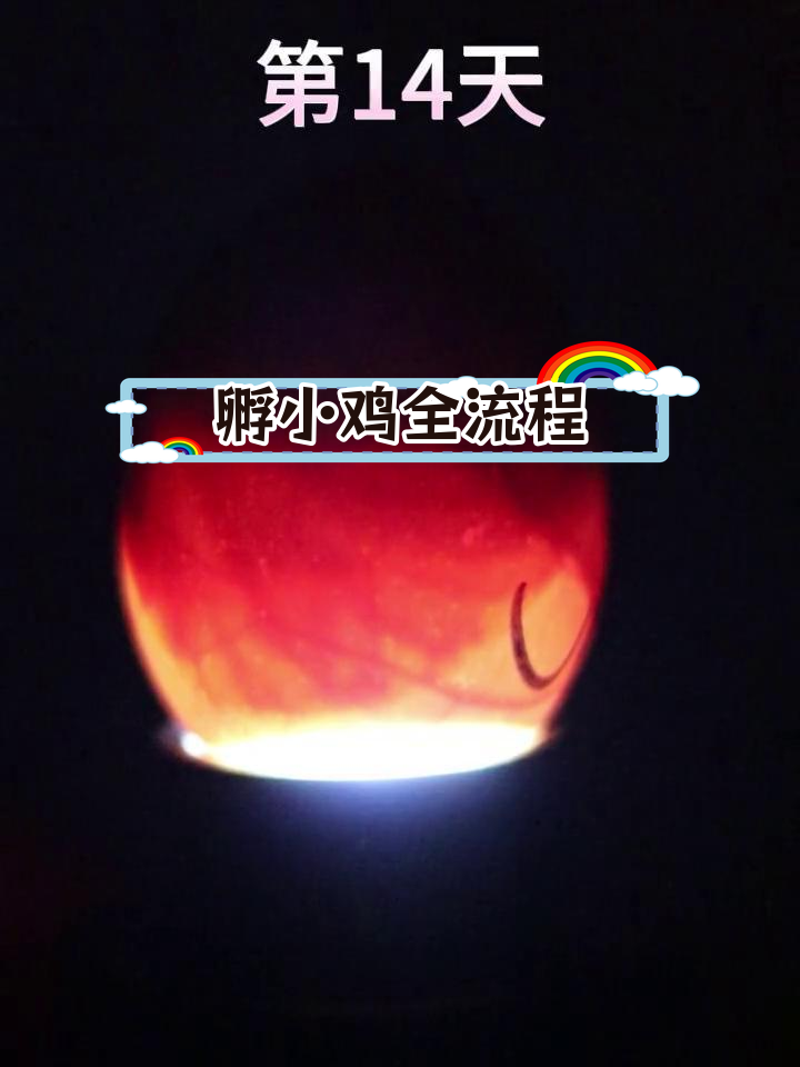 孵化鸡蛋全过程揭秘,1-21天照蛋技巧