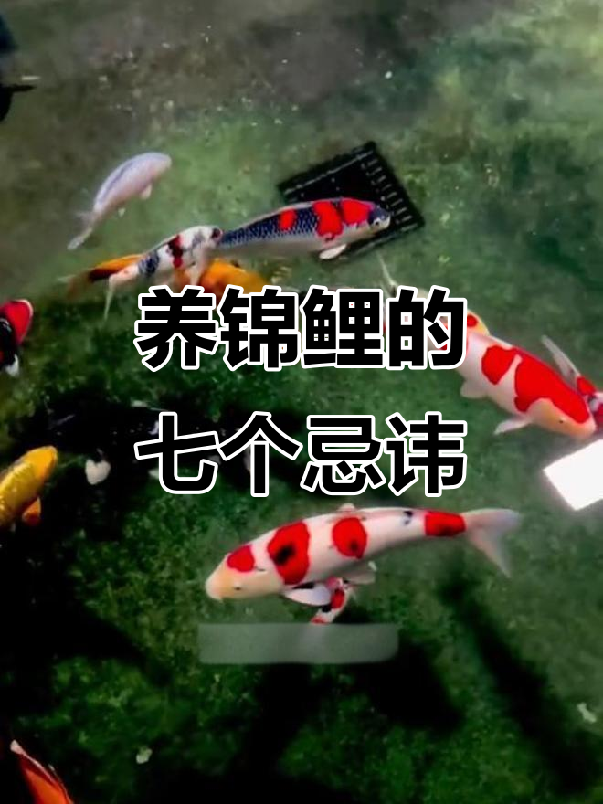 锦鲤鱼缸养护七大禁忌,避免这些常见错误