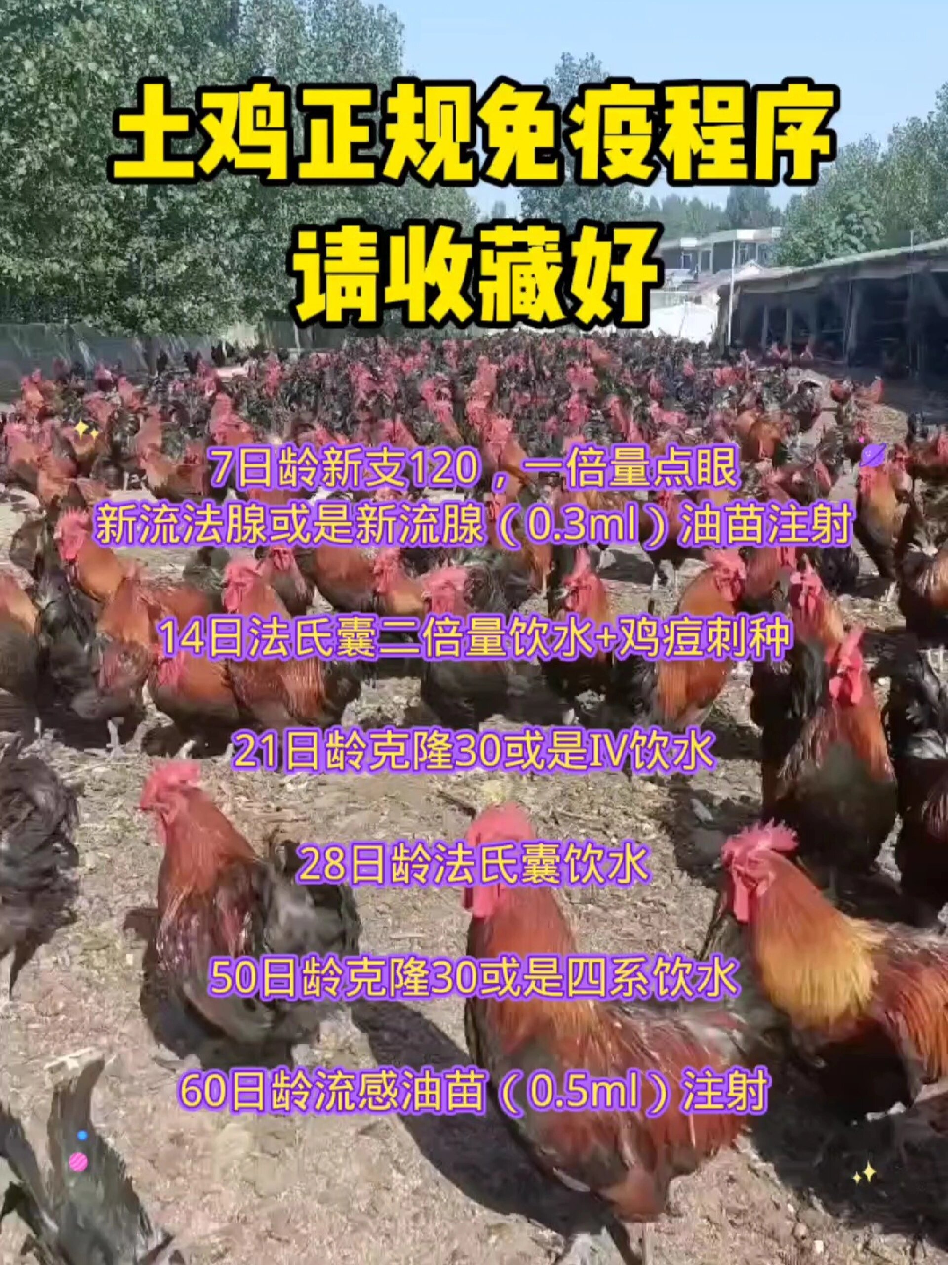 土鸡正规免疫程序请收藏好 科学养鸡 养鸡