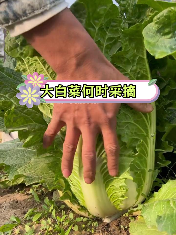 大白菜采收时机揭秘:零下温度下的最佳收获时间
