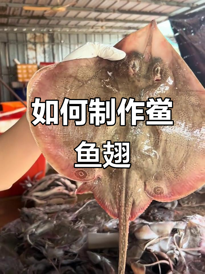 揭秘鳐鱼翅的制作过程,北海老蒲的独特工艺