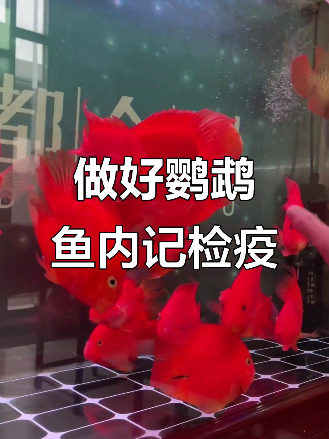 鹦鹉鱼头洞问题?内寄检疫这样做才对