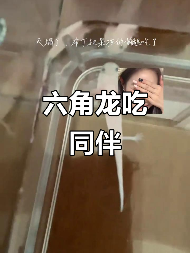 六角恐龙鱼吃同类,青春的残酷真相