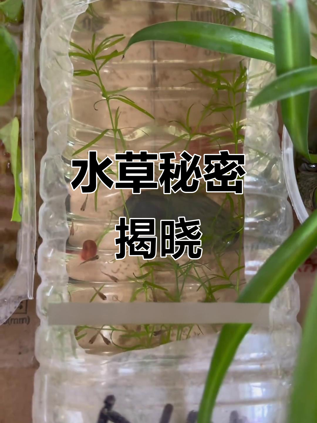 孔雀鱼水草大揭秘,看看它们都用了哪些植物!