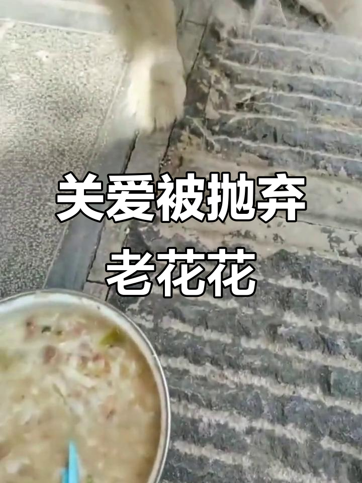 被遗弃的老花狗,吃鸭肉干和晒太阳的温暖时光