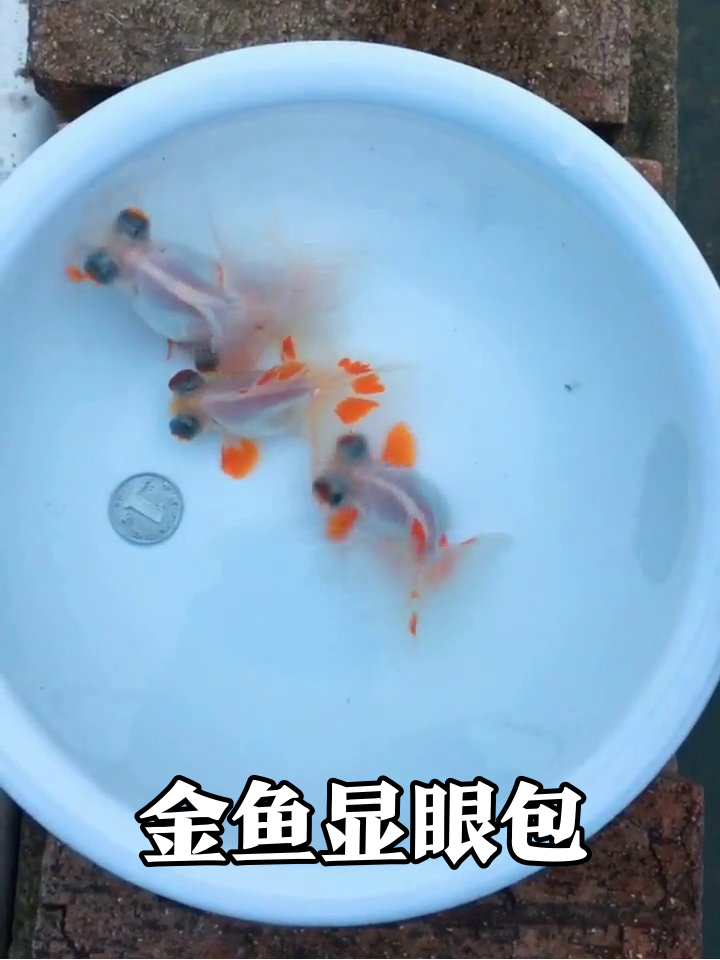 四只大眼金鱼水中蹦迪,硬币当参照物萌到犯规
