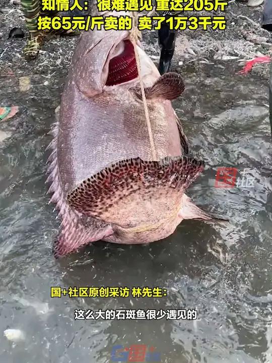 12月21日,海南澄迈。渔民捕获超大野生石斑鱼。知情人:很难遇见,重达205斤,按65元/
