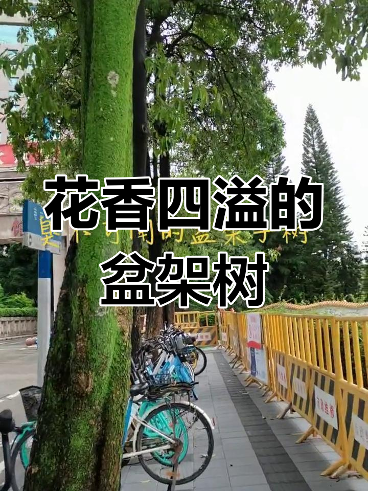 盆架子树秋季开花,香气扑鼻,花期约15-20天