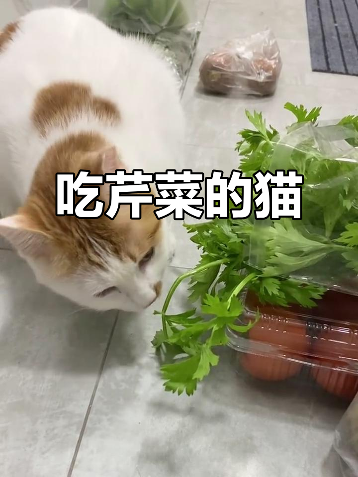 猫咪吃芹菜,表情超搞笑