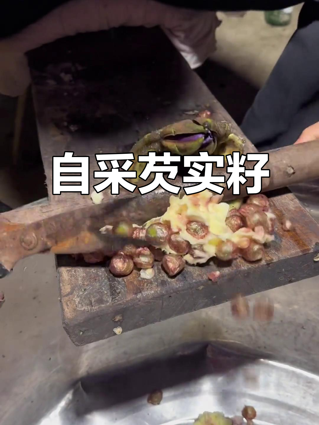 乡村生活日常:自产芡实籽,媳妇辛苦挤痘痘