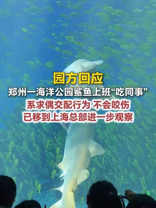 园方回应 郑州一海洋公园鲨鱼上班“吃同事” 系求偶交配行为 不会咬伤 已移到上海总部进一步