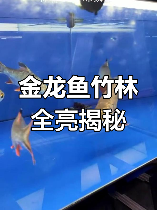 什么是真正的珠鳞全亮?金龙鱼竹林量解析