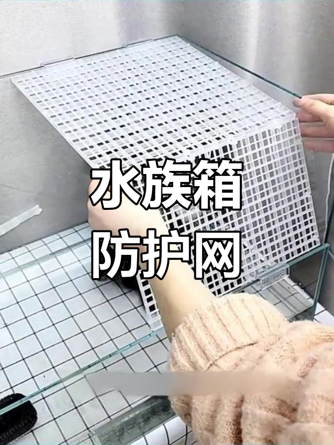 黄金孔雀鱼,新手也能轻松养