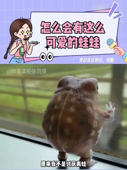 馒头蛙,是因为让我吃一个月馒头,才取这个名字的吗 馒头蛙 可爱 动物 萌宠好物