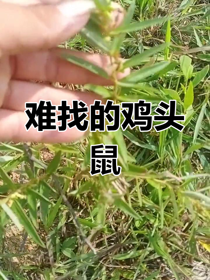 鸡头薯的稀有与珍贵