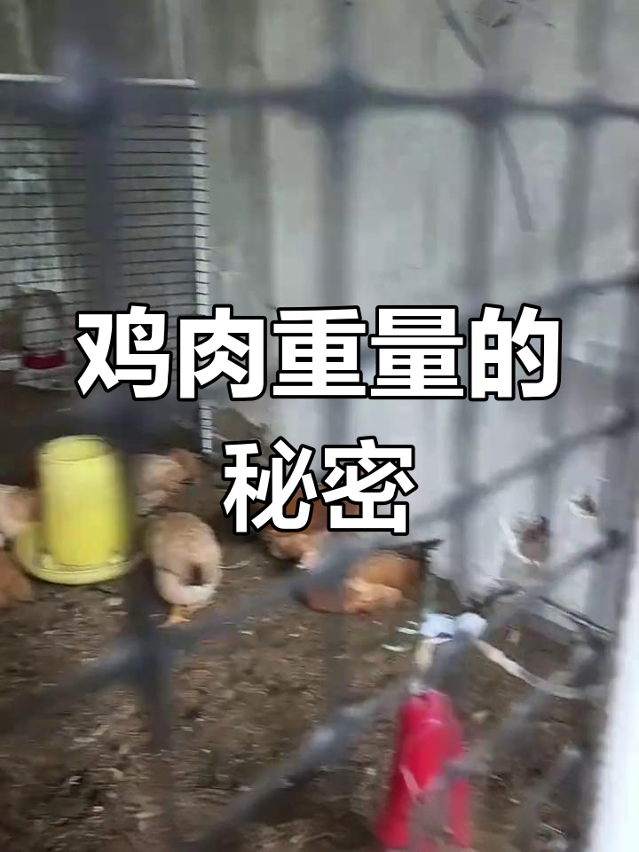三黄鸡与公鸡重量差异,兰均1.5斤,公鸡2斤