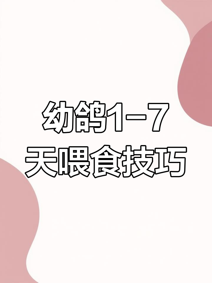幼鸽出壳后7天饲料配比与注意事项