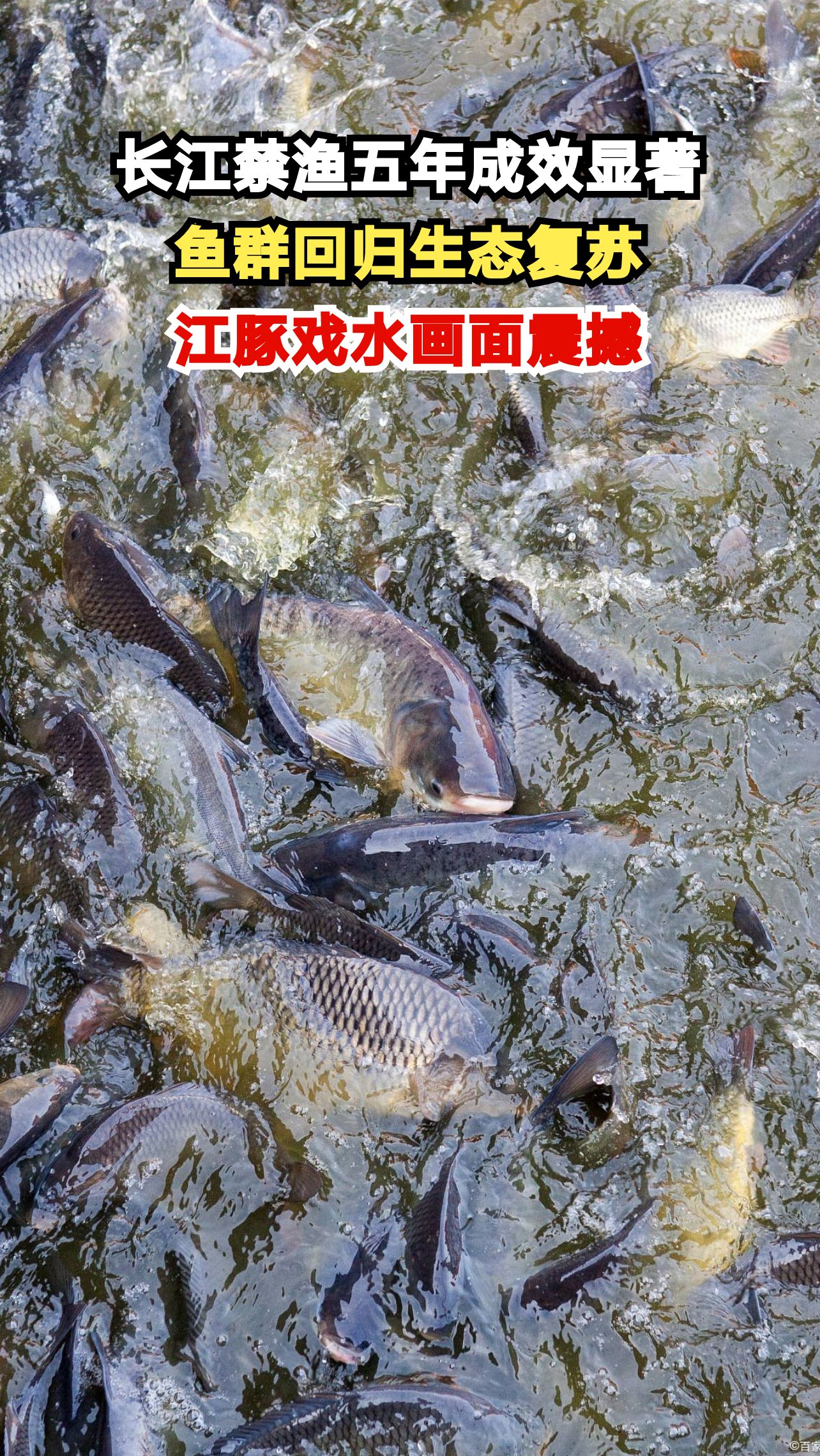 长江禁渔五年后，鱼群把江面染成黑色！这一幕太震撼了