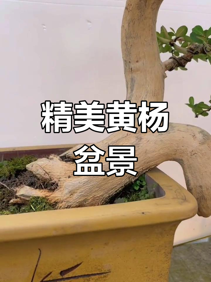 黄杨盆景造型艺术:临水设计,尽显高雅气质