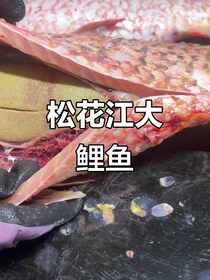 松花江野生大鲤鱼，现场宰杀超震撼！