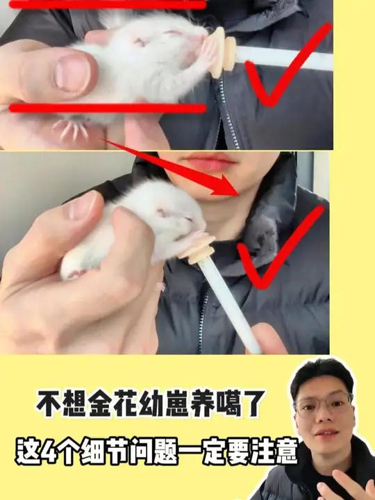 不想把金花幼崽养噶了 回来第一天这4个饲养细节,一定要记下来