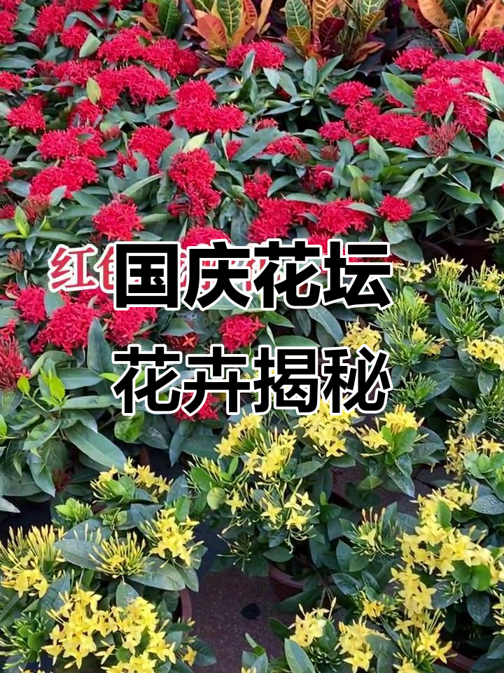 国庆花坛里的那些花儿,你认识吗?