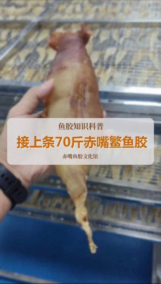 接上条视频野生赤嘴鱼胶