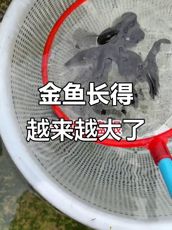 黑大眼金鱼越长越像爸妈，眼睛超大尾巴也超长