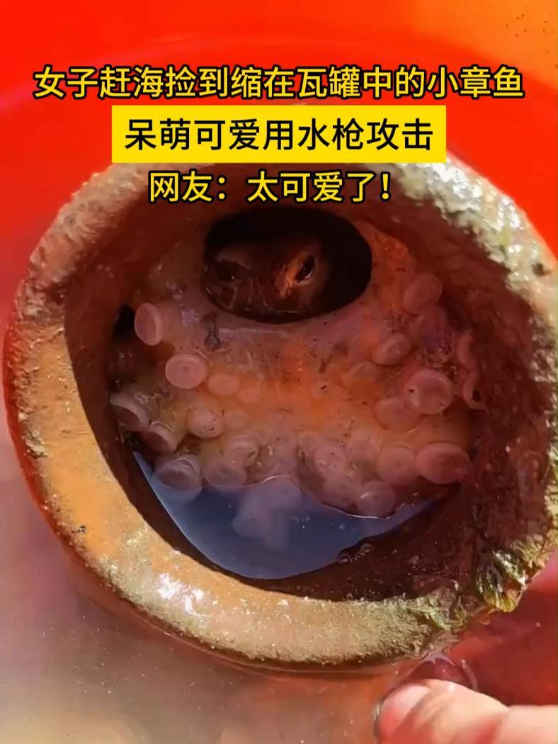 女子赶海捡到缩在瓦罐中的小章鱼,呆萌可爱用水枪攻击。网友:太可爱了!